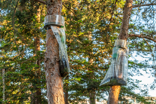 Foto Un piège dans les arbres pour les chenilles processionnaires au printemps
