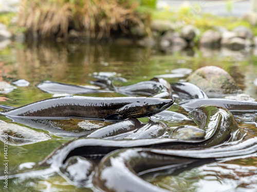 New Zealand Long fin eel in stream