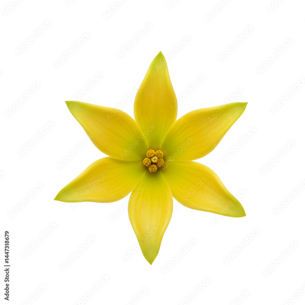 Bright yellow star-shaped flower, detailed center Bright yellow star-shaped flower, detailed center