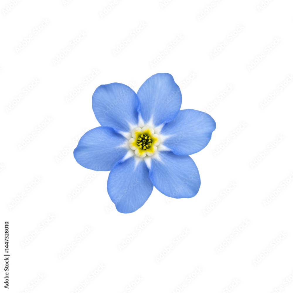 Close-up of a single, vibrant, light blue flower with delicate petals, a yellow center, and a slightly darker blue edge Close-up of a single, vibrant, light blue flower with delicate petals, a yellow center, and a slightly darker blue edge