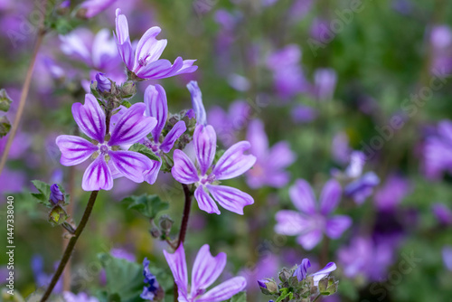 Wild flower; Scientific nam...