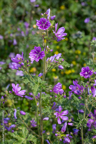 Wild flower; Scientific nam...