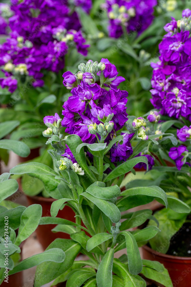 Matthiola incana is a flower belonging to the Matthiola genus of the Brassicaceae family. Matthiola incana is a flower belonging to the Matthiola genus of the Brassicaceae family.