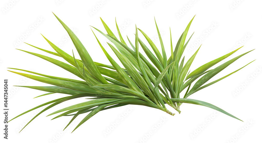 Obraz premium Green yucca plant with spiky leaves on transparent background