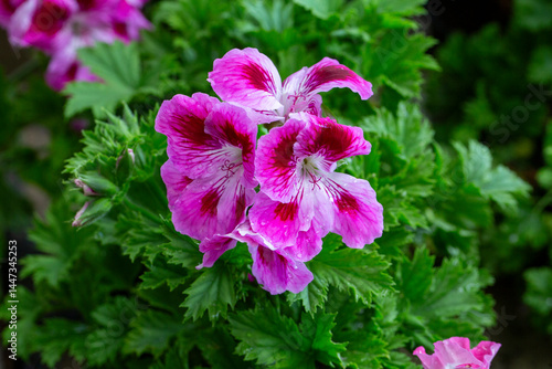 Royal pelargonium flowers -...