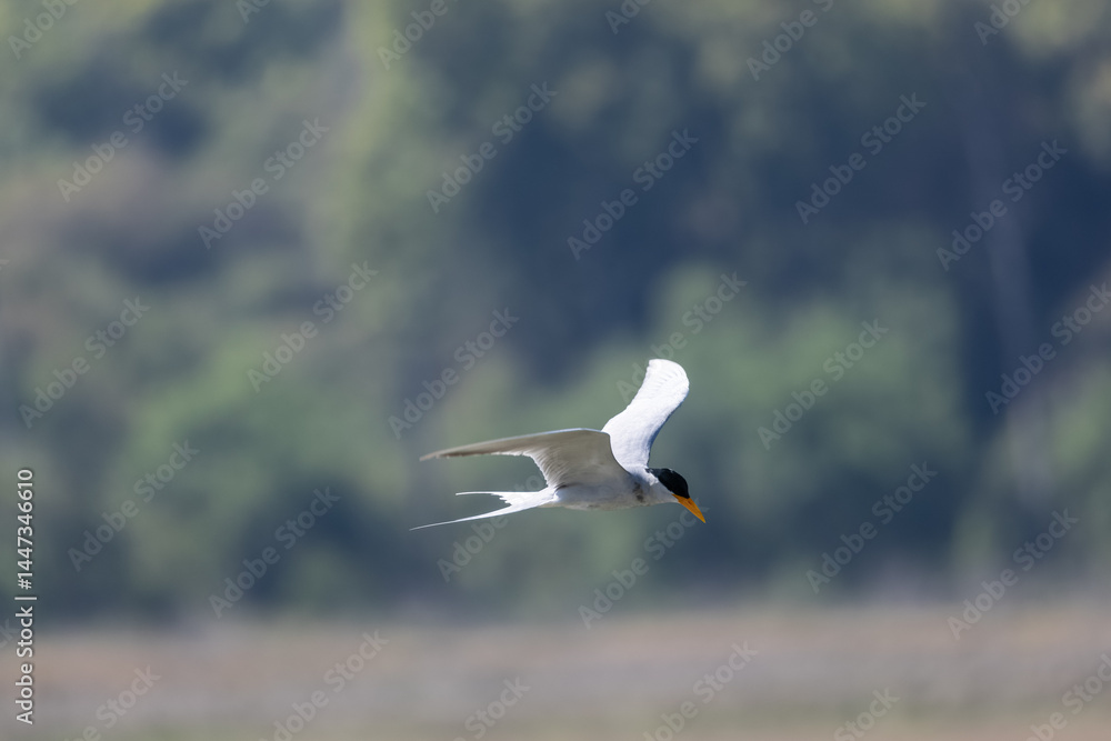 Obraz premium River tern (Sterna aurantia) fishing in the ram ganga river of jim corbett.