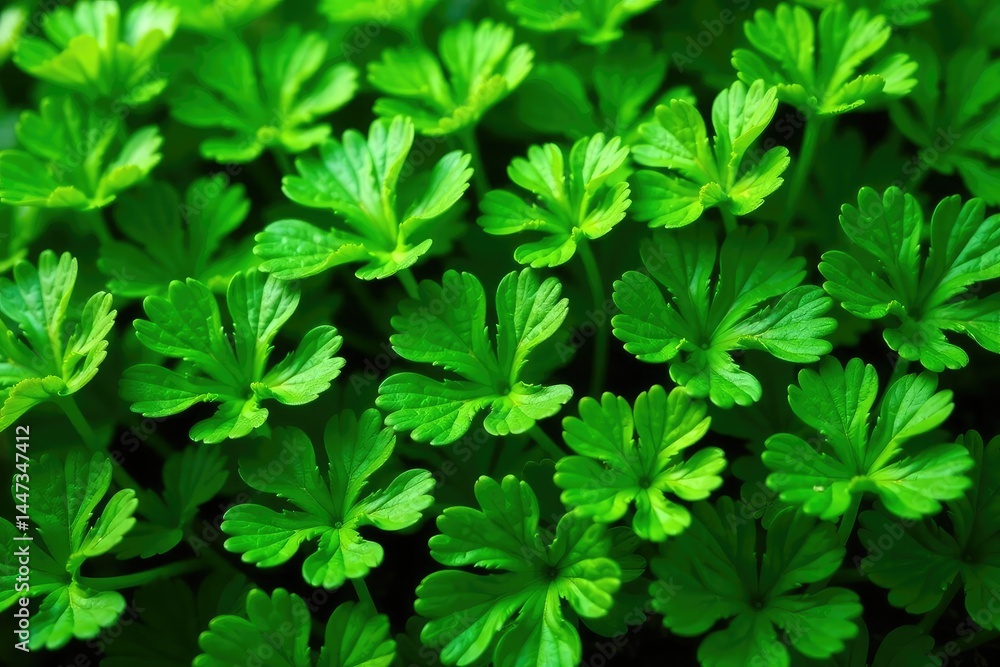 Intricate parsley leaves forming a natural pattern , background, vibrant Intricate parsley leaves forming a natural pattern , background, vibrant