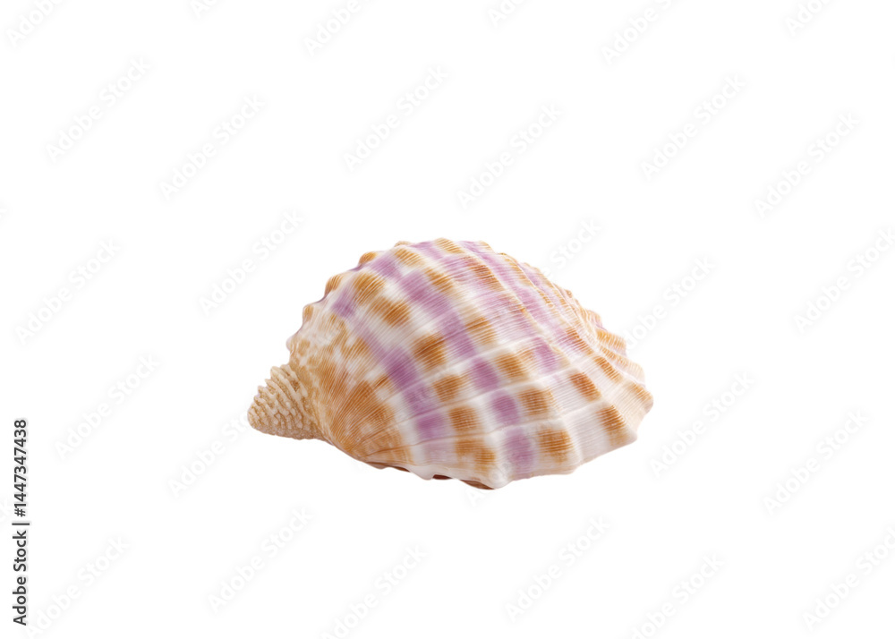 Seashell with orange and purple pattern isolated on transparent background. Summer, ocean, and vacation concepts. Seashell with orange and purple pattern isolated on transparent background. Summer, ocean, and vacation concepts.