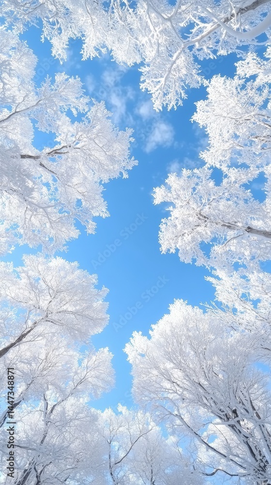 Winter Frost Covered Trees with Bright Blue Sky Winter Frost Covered Trees with Bright Blue Sky