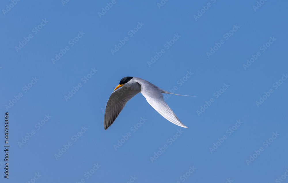 Obraz premium River tern (Sterna aurantia) fishing in the ram ganga river of jim corbett.