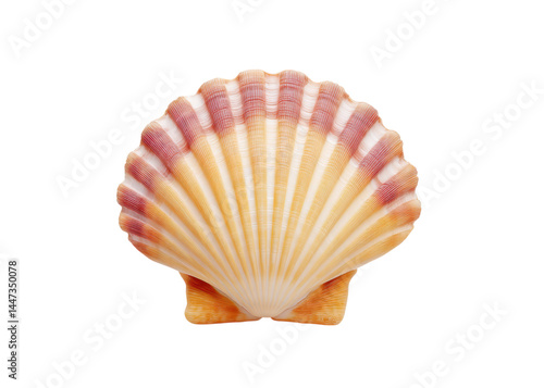 Obraz na płótnie Close up of a scallop shell with ridges and pink hues, isolated on transparent background. Marine life, nature and summer concepts. w salonie