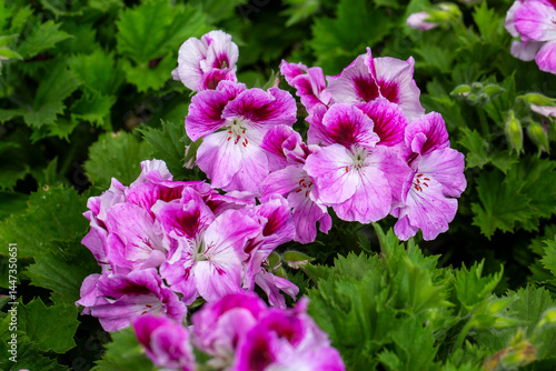 Royal pelargonium flowers -...
