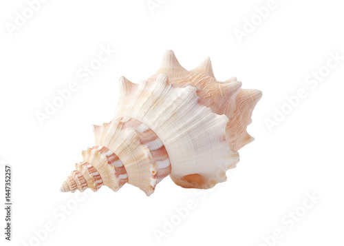 Obraz na płótnie Macro shot of a spiral seashell with ridges and textured surface, isolated on transparent background. Concept of ocean, nature, summer. w salonie
