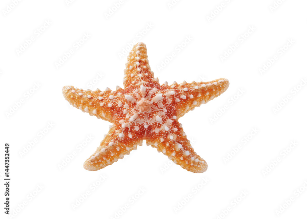 Orange starfish with white spots isolated on transparent background. Concept of marine life, sea creature, summer vacation.