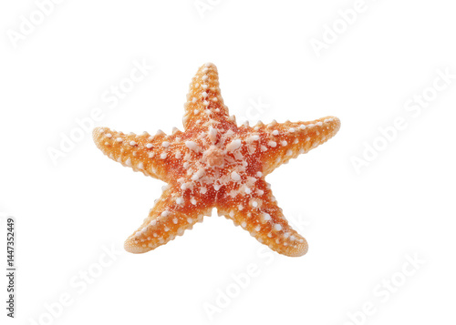 Obraz na płótnie Orange starfish with white spots isolated on transparent background. Concept of marine life, sea creature, summer vacation. w salonie