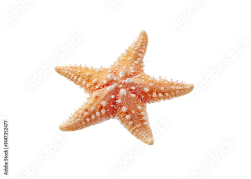 Orange starfish with white spots isolated on transparent background. Concept of marine life, sea creature, ocean wildlife.