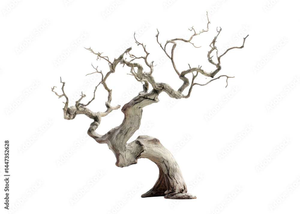 Dry bonsai tree with bare branches isolated on transparent background. Concept of resilience, minimalism, zen.