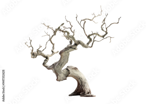 Obraz na płótnie Dry bonsai tree with bare branches isolated on transparent background. Concept of resilience, minimalism, zen. w salonie