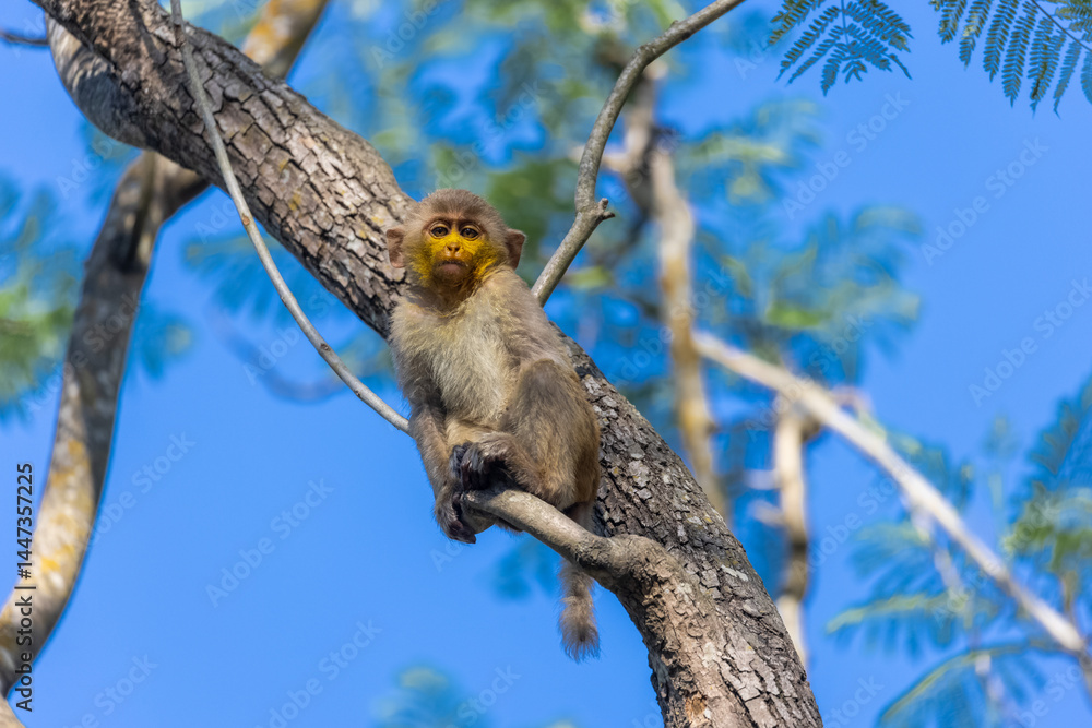 Obraz premium Cute baby monkey with yellow face perching on tree branch in the indian forest. 