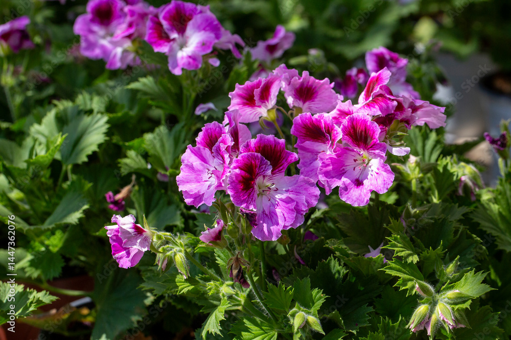 Royal pelargonium flowers - Pelargonium grandiflorum Royal pelargonium flowers - Pelargonium grandiflorum