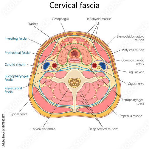 layers and structures of the cervical fascia in cross-section of the human neck, labeled for educational use diagram hand drawn schematic vector illustration. Medical science educational illustration