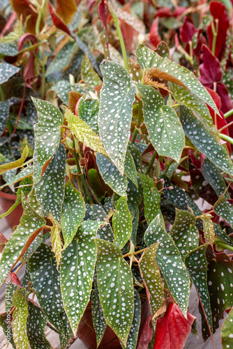 Begonia Maculata plants in ...