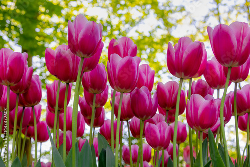 Selective focus of purple violet flowers in garden, Tulips from a genus of spring-blooming perennial herbaceous bulbiferous geophytes, Natural floral pattern background, Tulip festival in Netherlands.