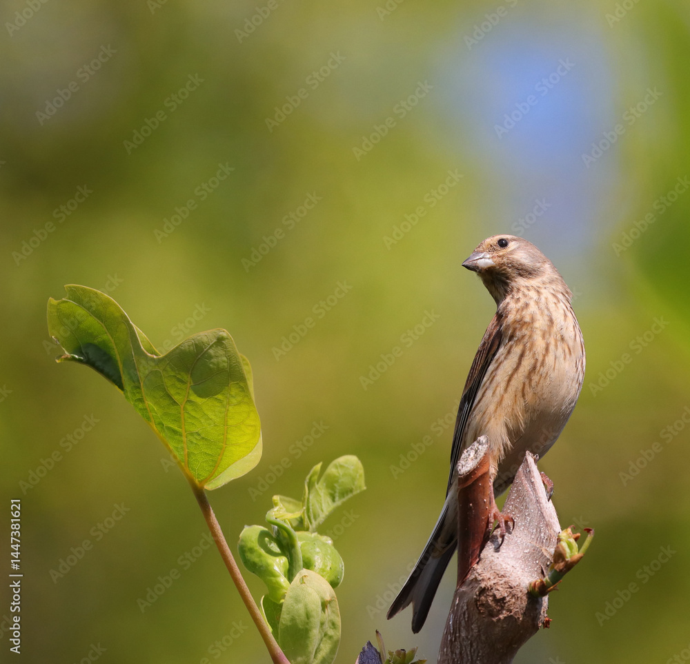 Ein Fink in der Nahaufnahme neben einem Blatt im Frühling in der Sonne