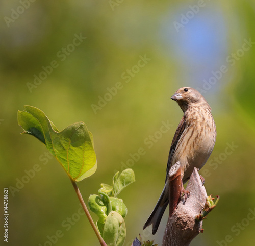 Ein Fink in der Nahaufnahme neben einem Blatt im Frühling in der Sonne