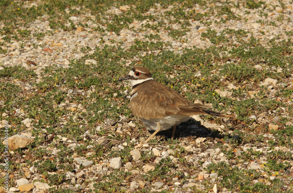 Killdeer Bird Guarding Nest of Eggs on Ground Killdeer Bird Guarding Nest of Eggs on Ground