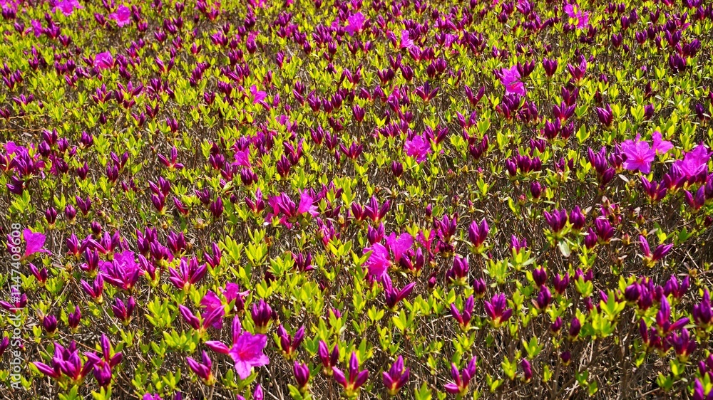 Naklejka premium Spring flowers in Korea