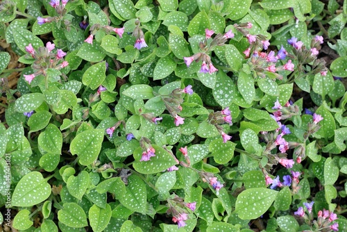 Pulmonaria officinalis, common name lungwort or Mary's tears. Pink and blue flowers of common lungwort in spring, flat lay.