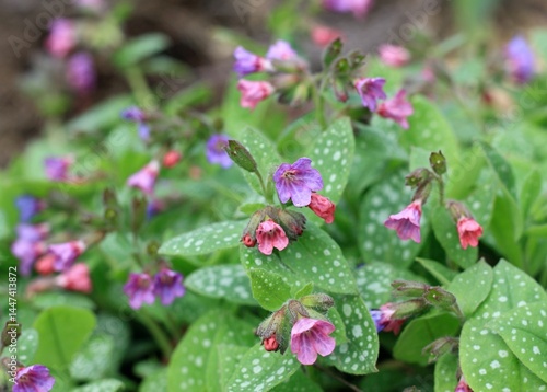 Pulmonaria officinalis, common name lungwort or Mary's tears. Detail  of pink and blue flowers of common lungwort in spring.