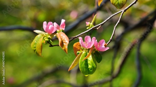 Wallpaper Mural Beautifully blooming quince blossoms in spring Torontodigital.ca
