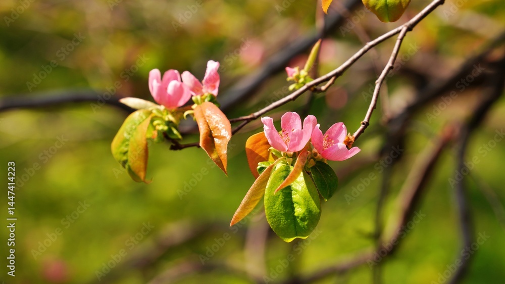 Fototapeta premium Beautifully blooming quince blossoms in spring