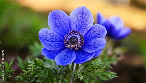  Beautiful blue anemone flower growing outdoors, closeup. Spring season 