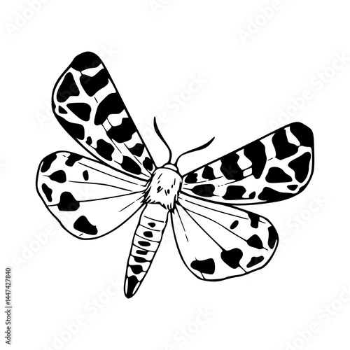 ornate tiger moth line art design