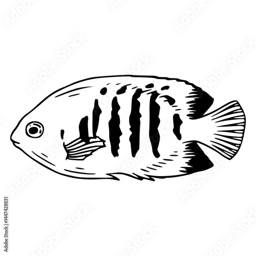 graceful gray angelfish vector illustration
