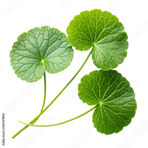 Centella Asiatica Benefits Uses and Medicinal Properties isolated on transparent background