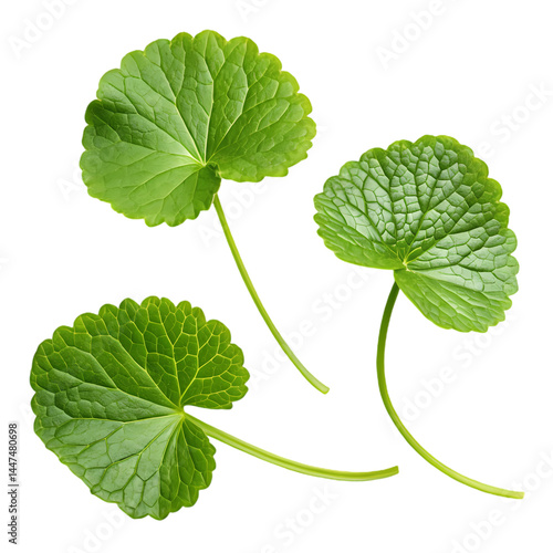 Centella Asiatica Leaves Closeup Photo of Gotu Kola isolated on transparent background