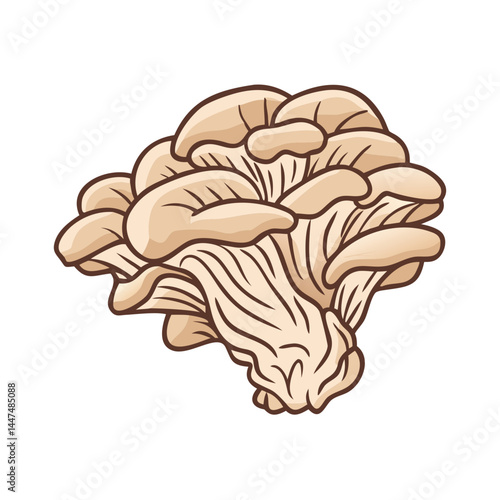 Illustration of oyster mushroom fungi edible mushroom healthy food ingredient culinary delicacy gourmet food