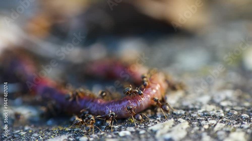 Colony of ant eating dead earthworm. Teamwork, wildlife food cycle