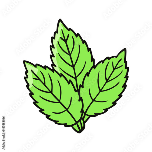 Illustration of green mint leaves herb plant fresh spearmint peppermint leaf culinary ingredient vector
