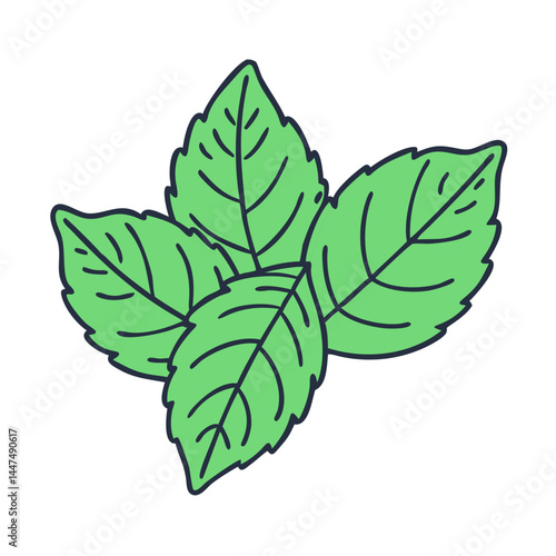 Fresh green mint leaves herb plant spearmint peppermint leaf culinary aromatic ingredient flavor