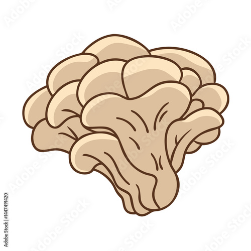 Illustration of oyster mushroom fungus edible fungi food ingredient healthy eating gourmet dish