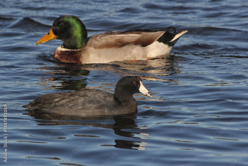 Obraz premium Mallard Duck and American Coot Swimming in Lake Tyler near Whitehouse TX