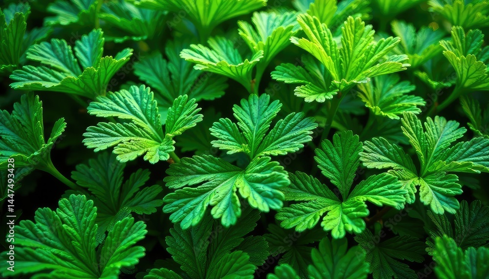 Intricate parsley leaf pattern, vibrant green hues , ingredient, design Intricate parsley leaf pattern, vibrant green hues , ingredient, design
