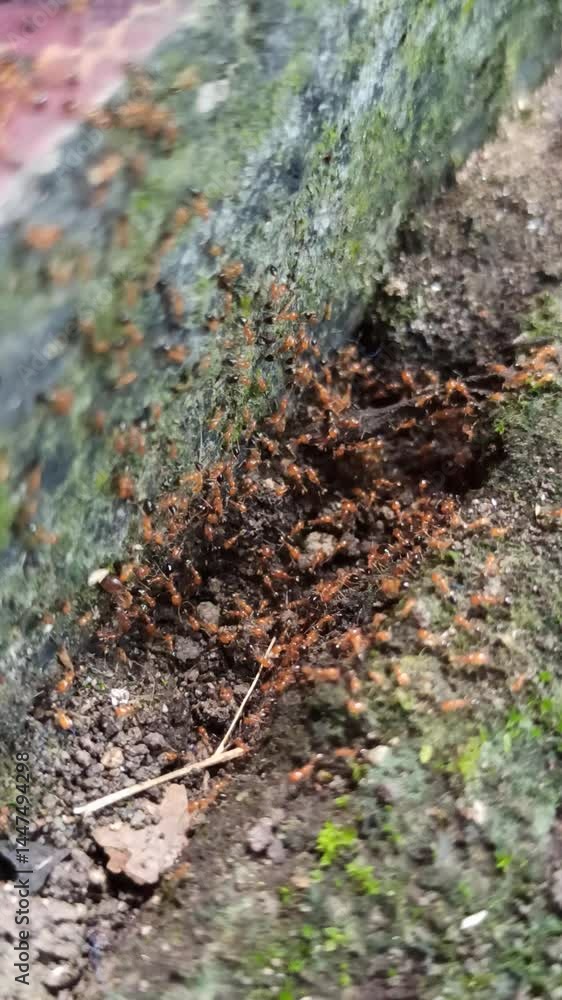 small red ants walking on mossy paving small red ants walking on mossy paving