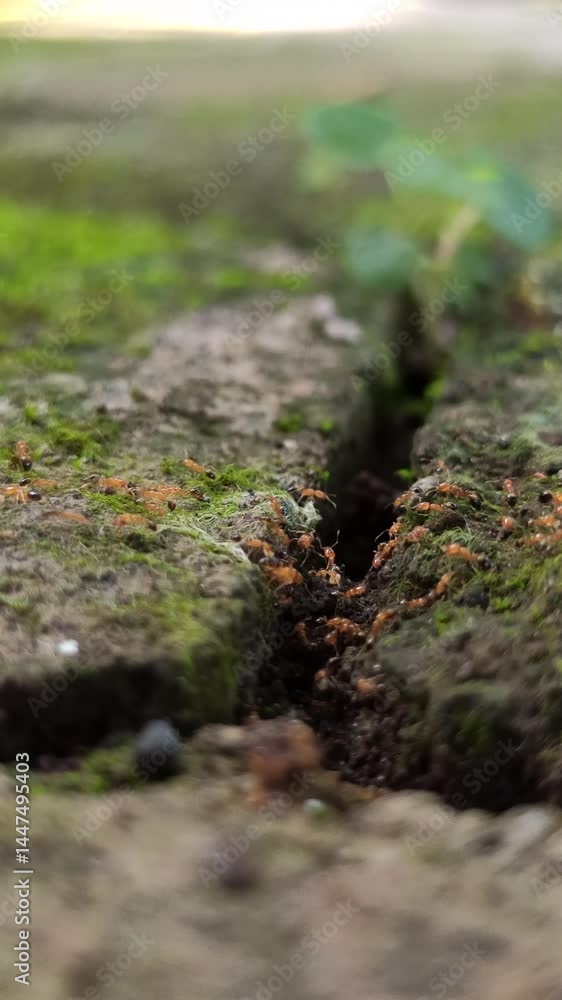 small red ants walking on mossy paving small red ants walking on mossy paving