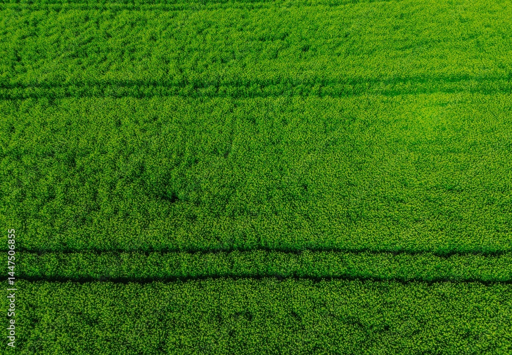 green farmland from a drone, green meadow from a bird's eye view, green meadow photo, green grass from above, green lawn from a bird's eye view green farmland from a drone, green meadow from a bird's eye view, green meadow photo, green grass from above, green lawn from a bird's eye view